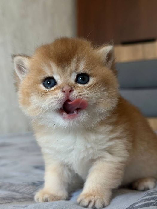 Передержка для кошек котов и котят