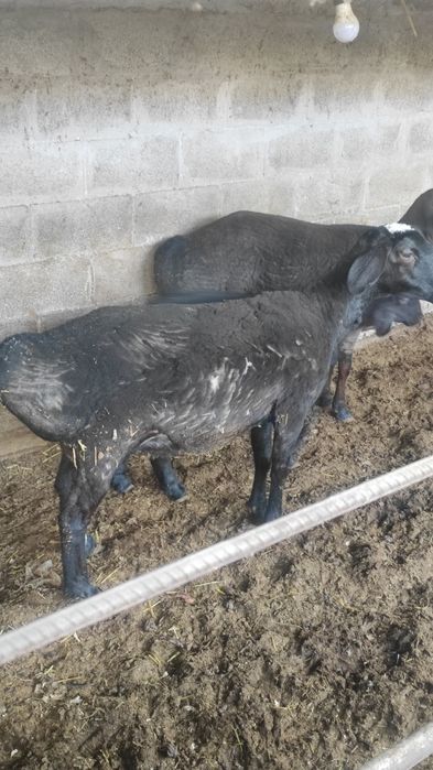 Исори койилар сотилади