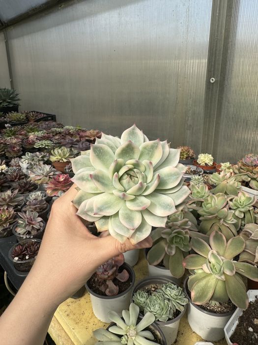 Эхеверия суккулент