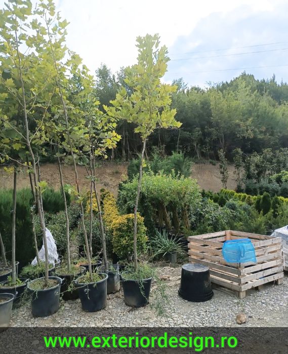 Mesteacăn mutitulpinar sau cu o singura tulpina, tei argintiu, Platani