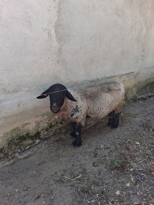 Berbec suffolk de vanzare