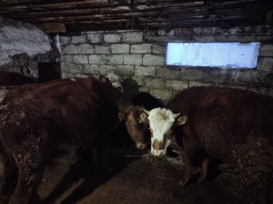 төрт бас бұқа бордақы