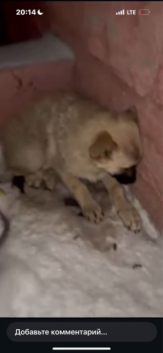 Щенок мерзнет, ищем дом!!!