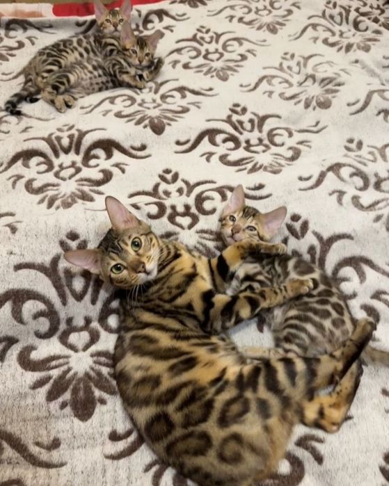 Бенгальские котята