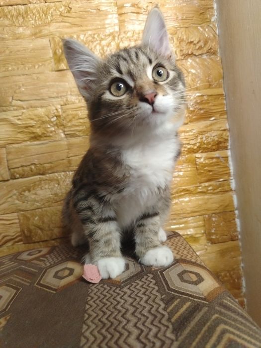 Котята ласковые и домашние