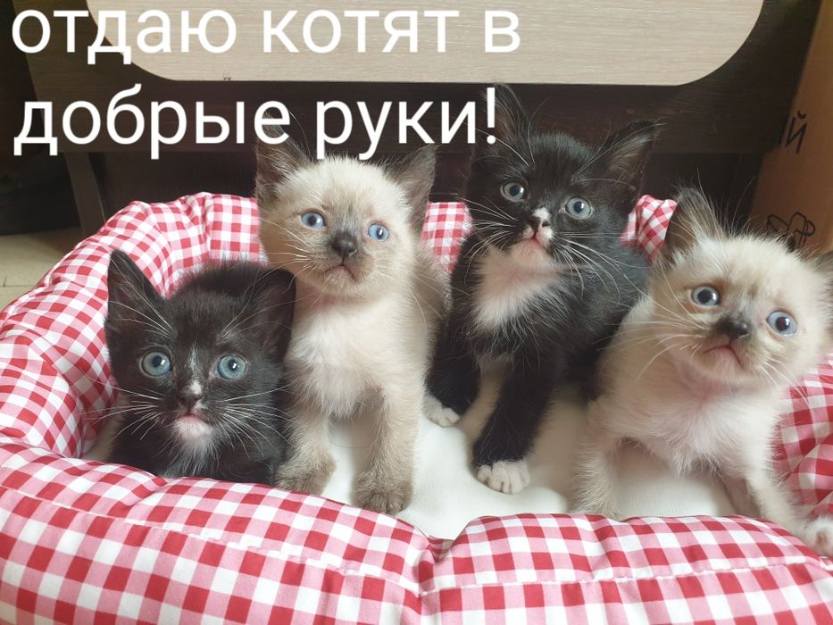Отдаю котят в добрые руки