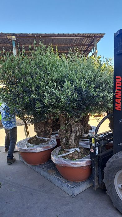 Amenajari spații verzi