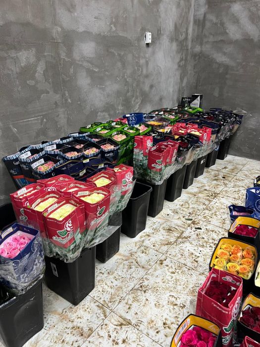 Брат свежие тюльпаны большие