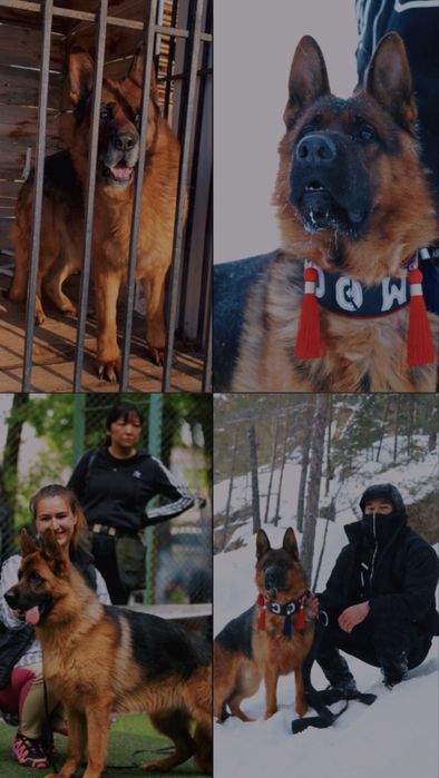 Кобель на вязку НЕ продаётся