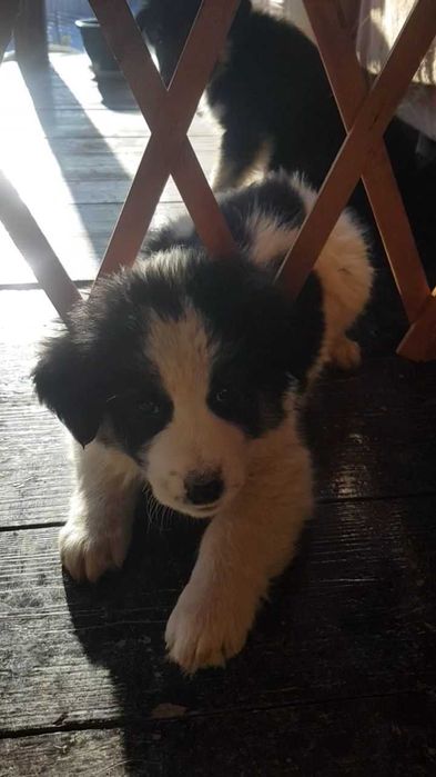 Donez 5 caței și 2 cațelușe de rasă metis ciobănesc