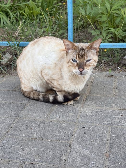 Кошка бенгальская