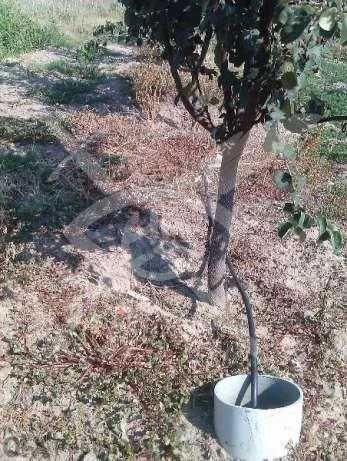 Земеделска земя в Раковски!