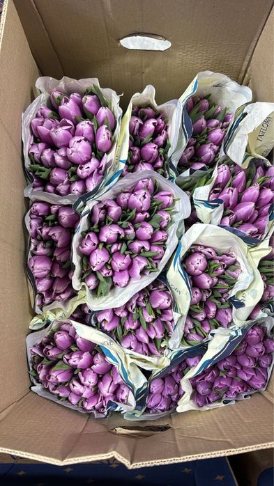 Тюльпаны опт  на 8 марта