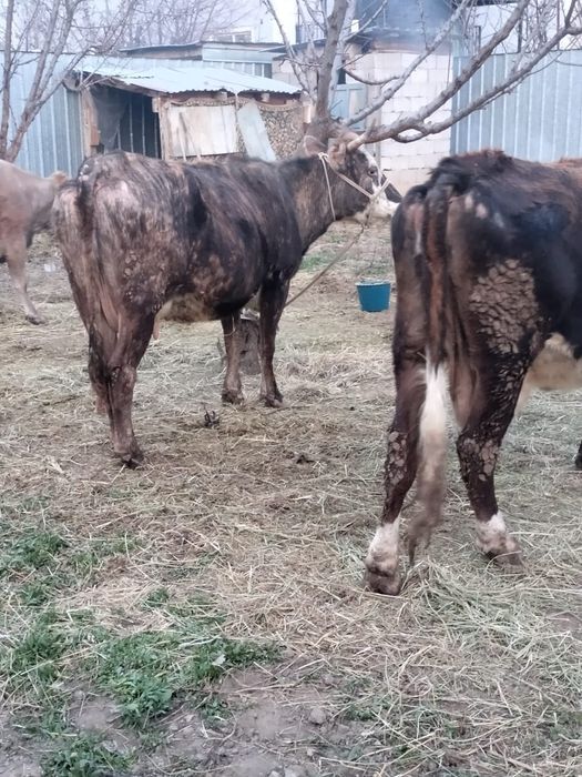 Корова с теленком