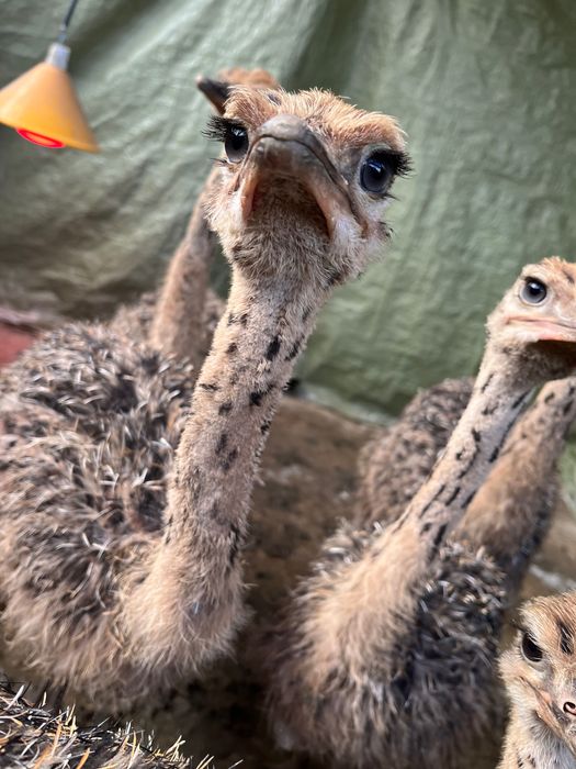 Pui de struț negru african