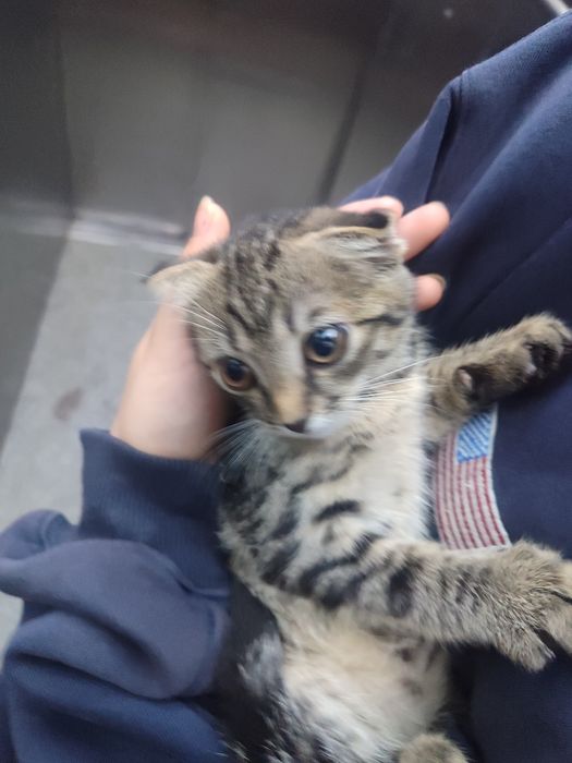 Котенок девочка скотиш фолд