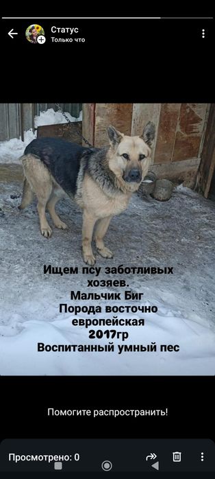 Восточно европейская овчарка мальчик
