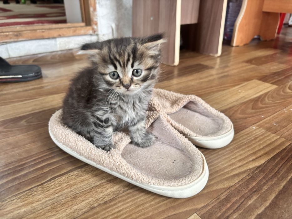 Бронь. Продам котят     .