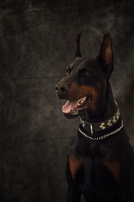 Прекрасные щенки добермана