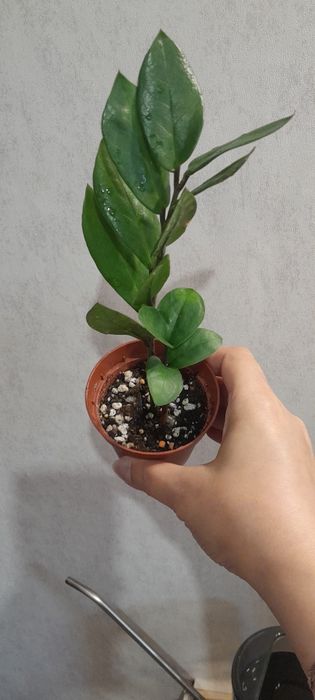 Долларовое дерево Замиокулькас