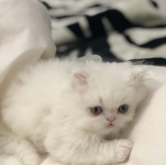 Продаются персидские котята