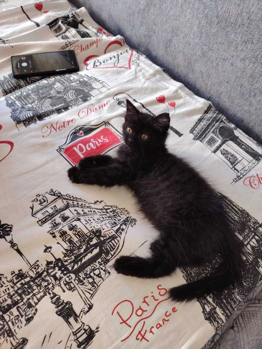 Отдам котят! Срочно!