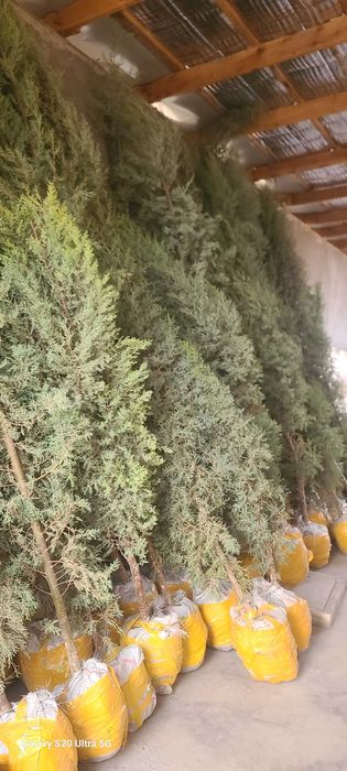 Можжевельник кучатлари Тошкентга келди