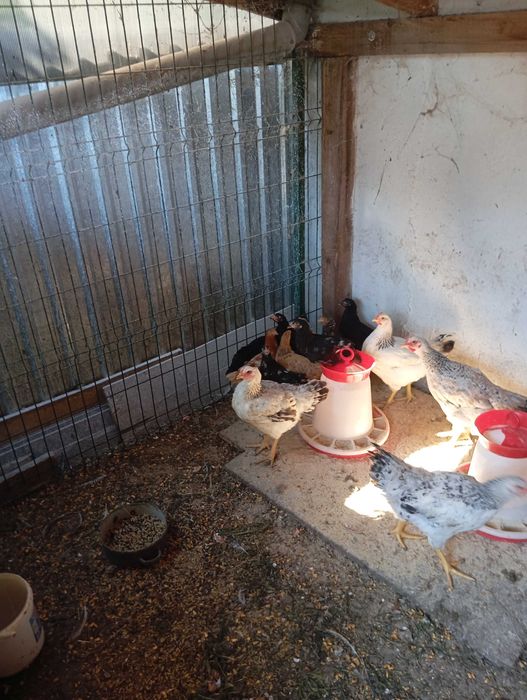 10 pui de 2 luni (Marans metis)