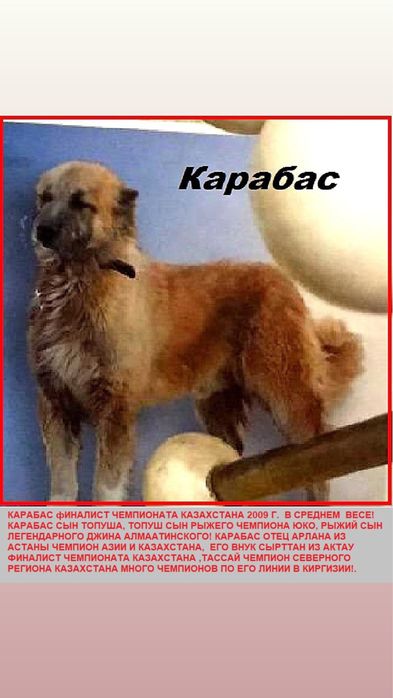 Мощная собака хорошей линии
