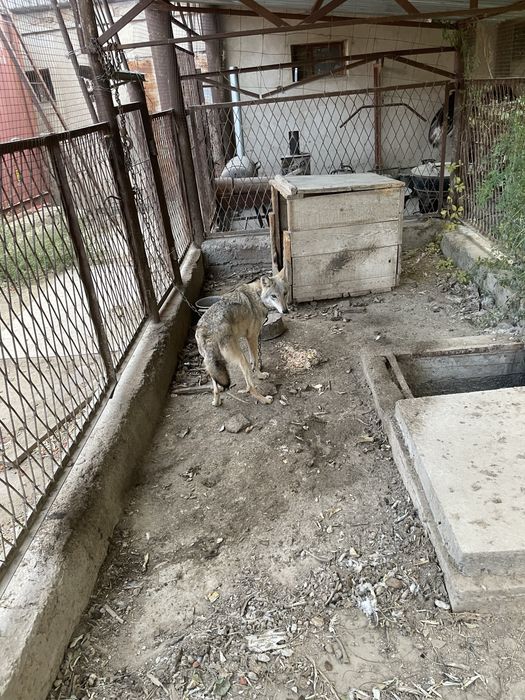 Волчица Кызылординских степей