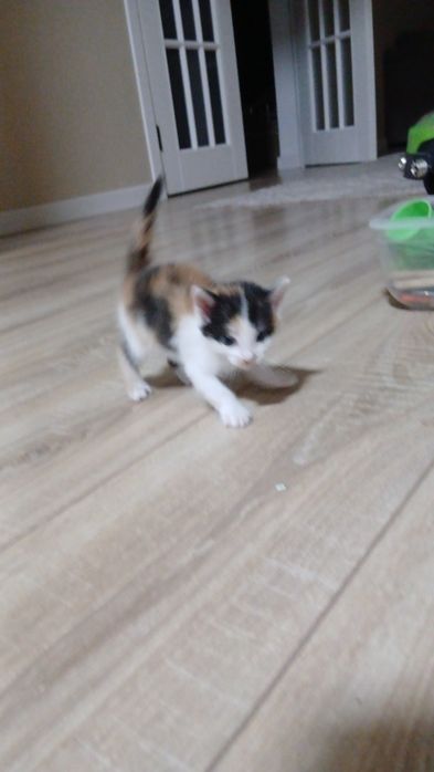 Марғау бар. Қыз мысық.