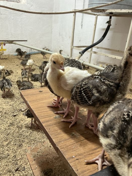 Бронза 708-Хайбрид тер