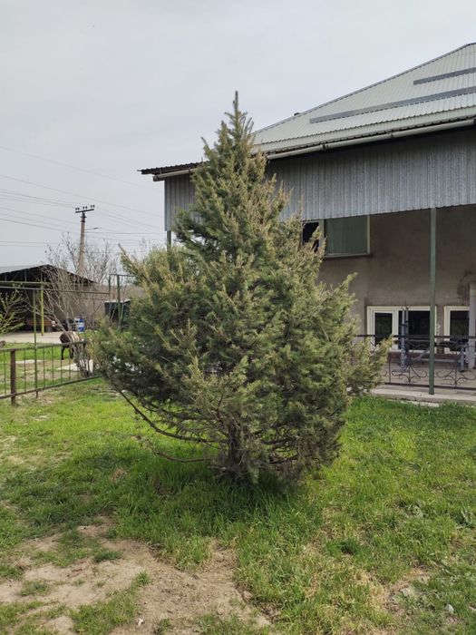 Продаются 2 елки