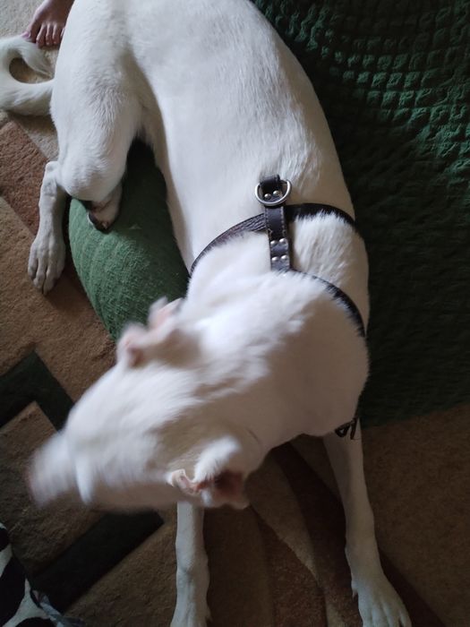 Шлейка и ошейник 50 см длина для собак