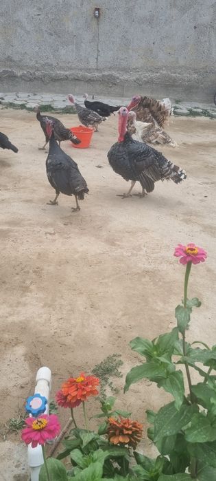 Индуклар сотилади
