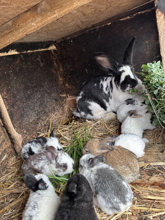 Iepuri fluture german !!!