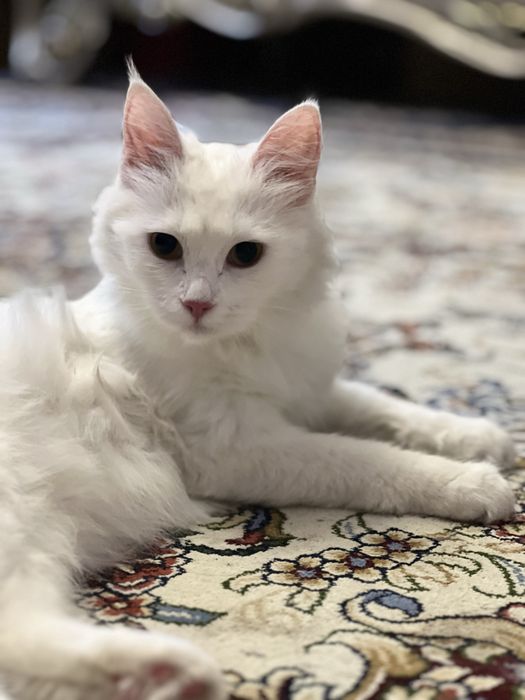 Кошка турецкая ангора
