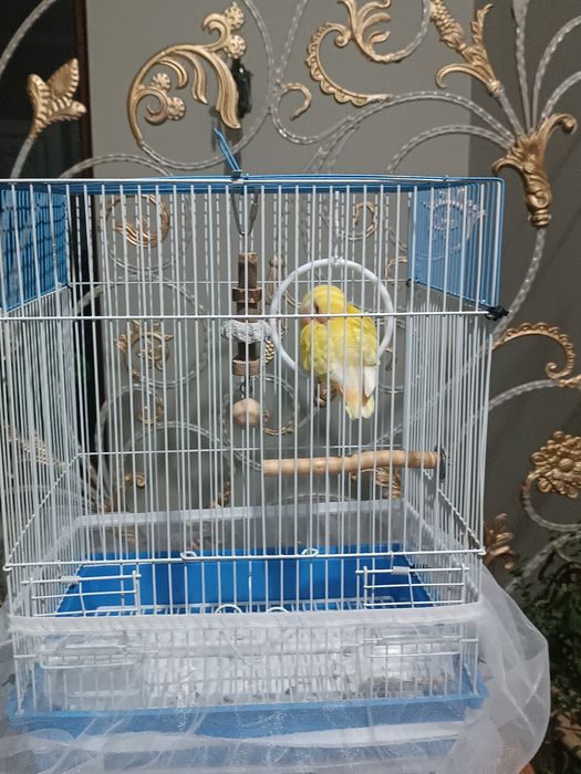 Продается неразлучник попугай