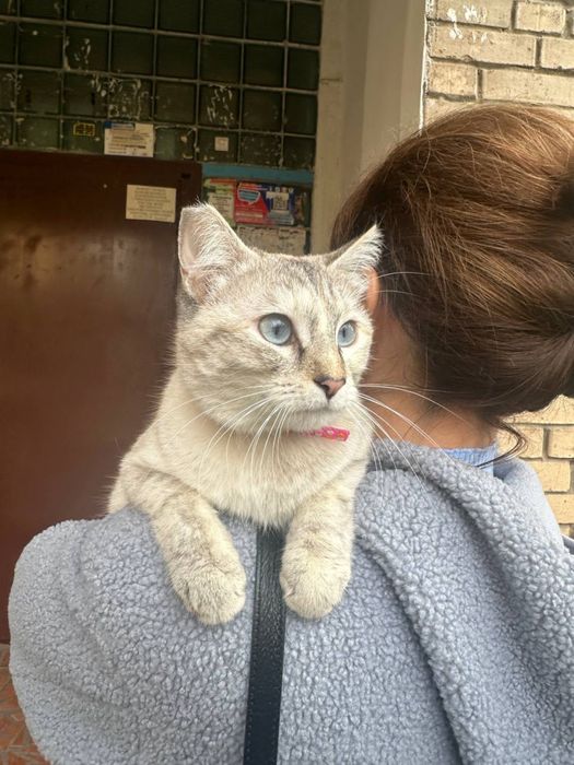 Кошечка ищет семью!