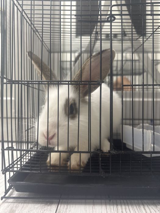 Продам кролика