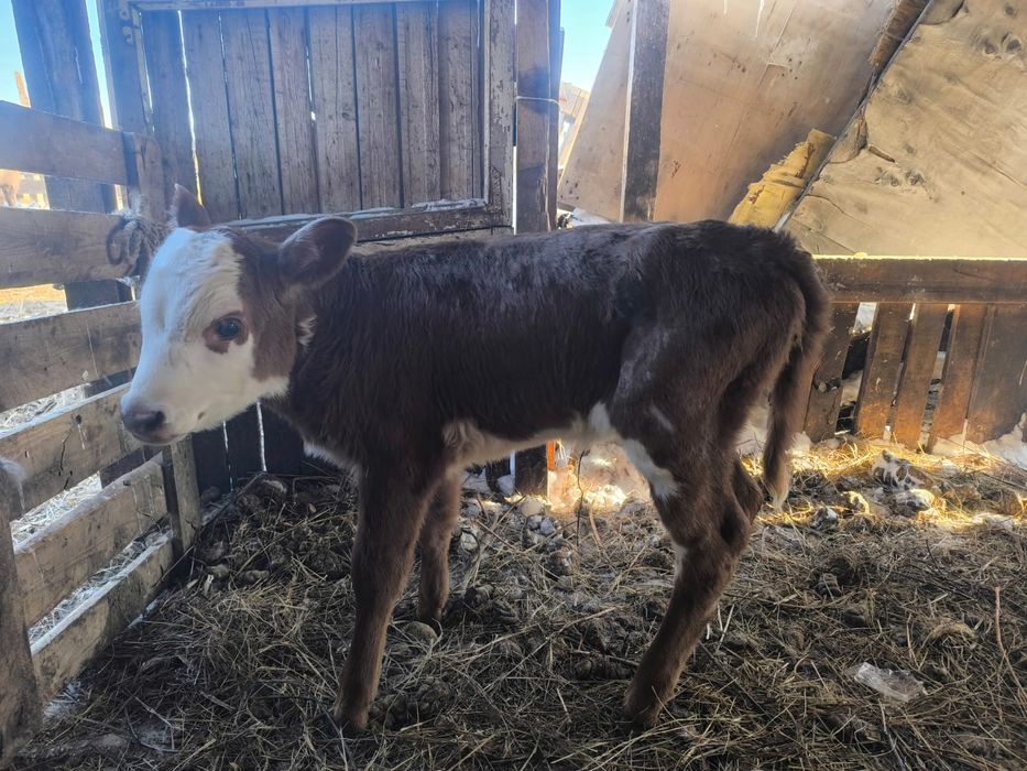 Продам телят 2 недели