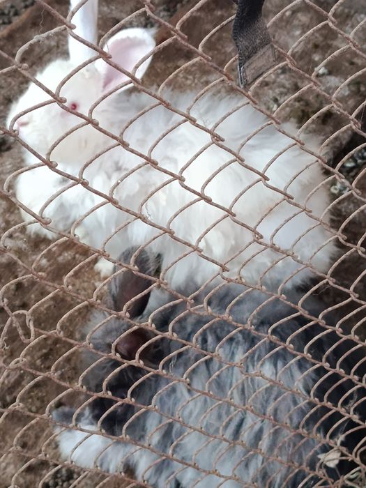 Карликовый баран кролики