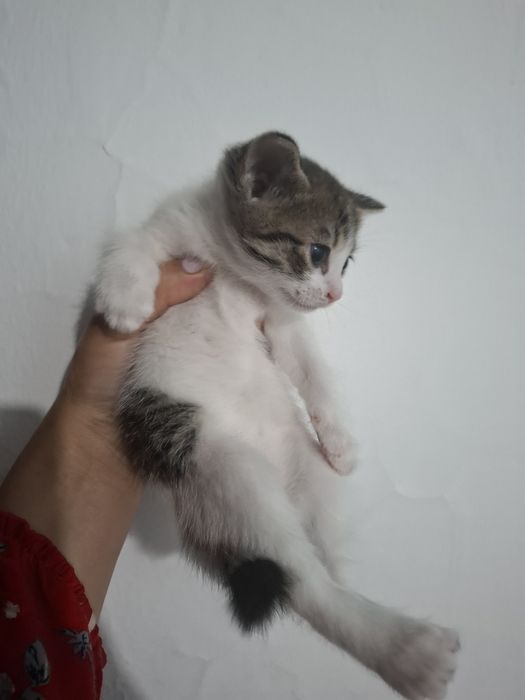 Мысыктар бесплатно
