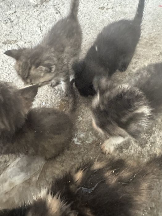 Отдам котят срочна на добрые люди