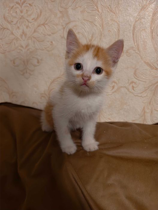 Отдам котят в добрые руки