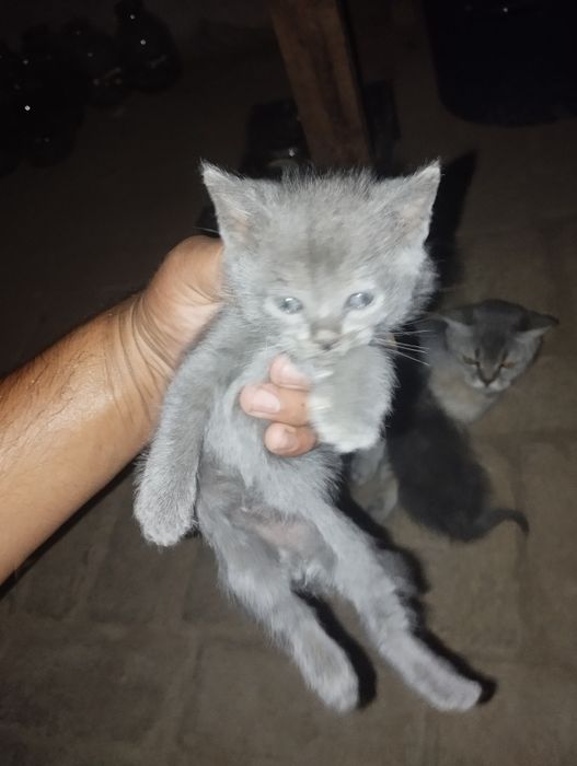 Toza Britanka mushuklari sotiladi judayam chiroyli