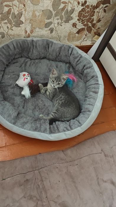 Продаётся котенок