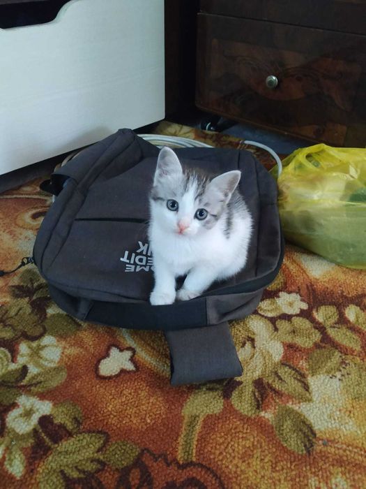 Отдам Котят бесплатно