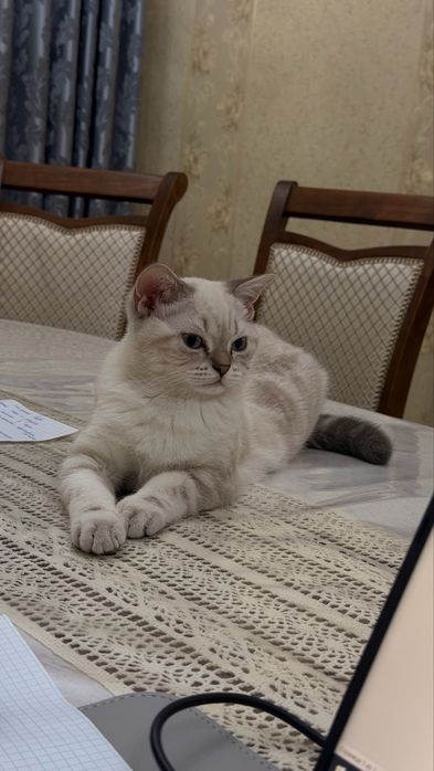 Продам кота Скоттиш Фолд
