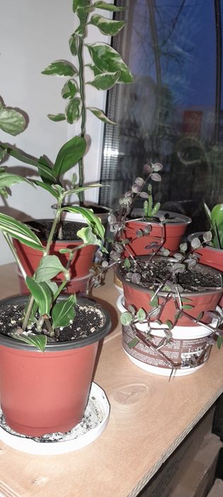 Цветы комнатные недорого. 1000т.